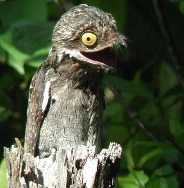 erros comuns ao descrever animais bizarros