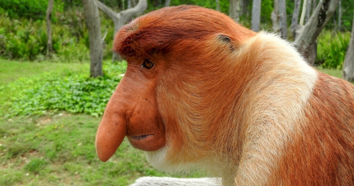 custo de vida de animais exóticos em cativeiro