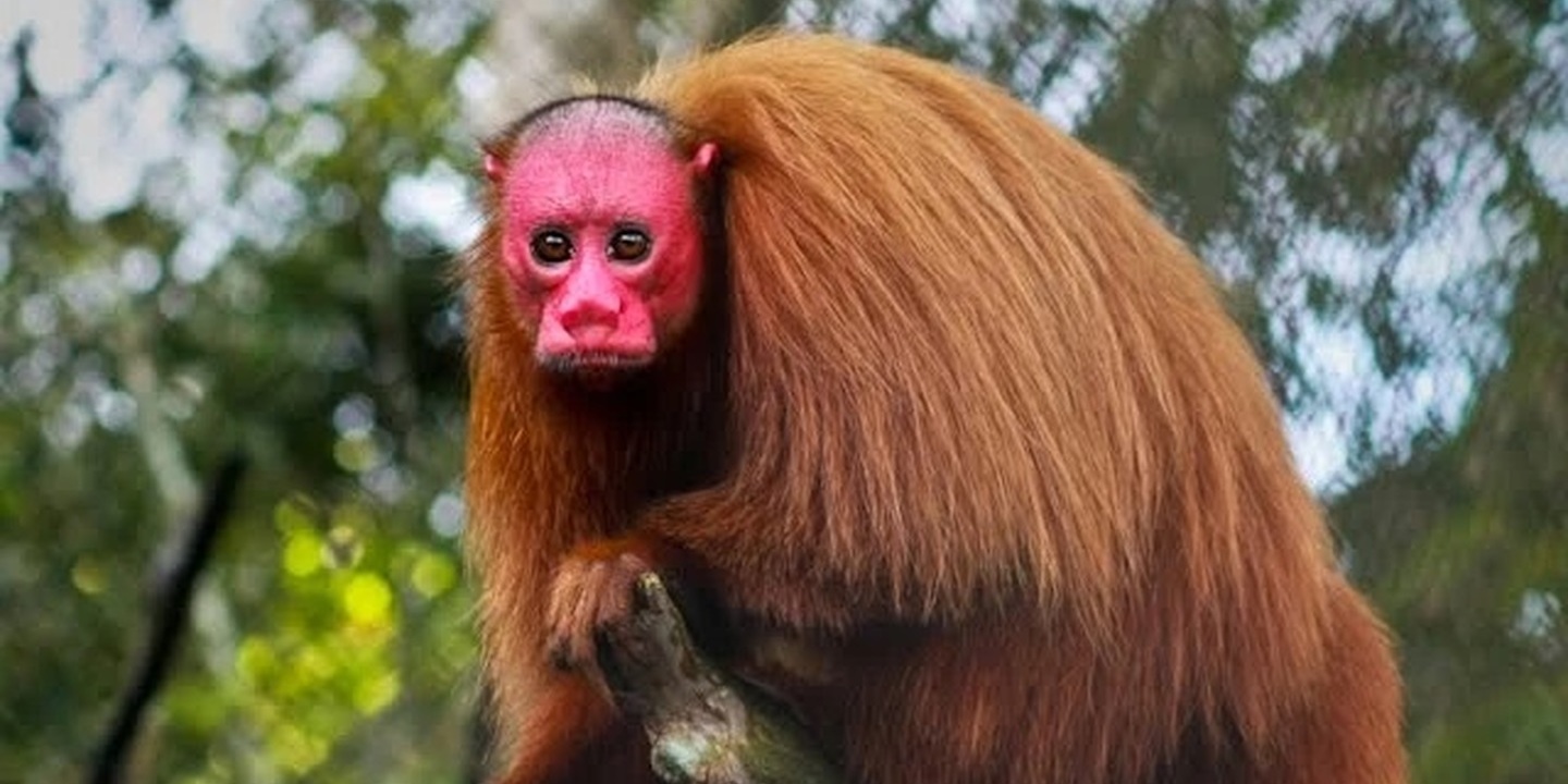 lista animais mais estranhos do mundo