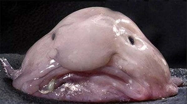 erros comuns ao descrever animais bizarros