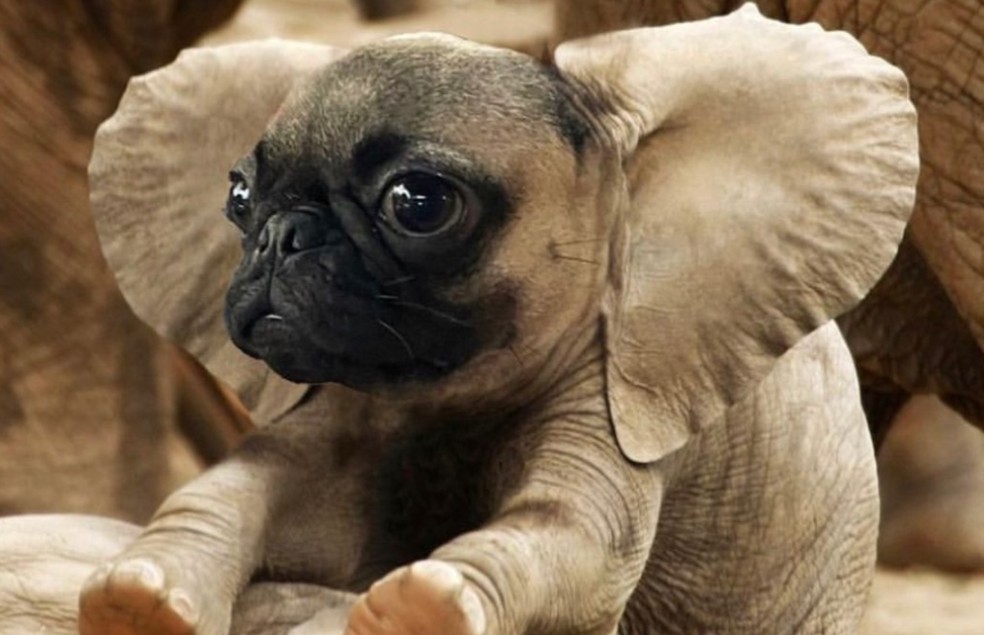 erros comuns ao descrever animais bizarros