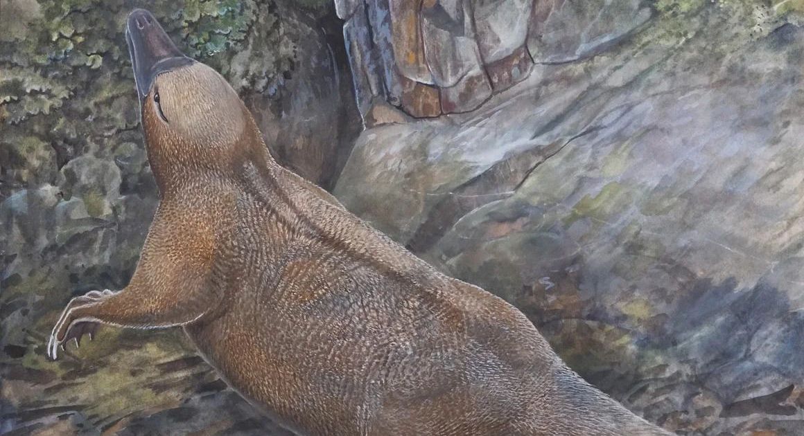 axolote vs salamandra comum