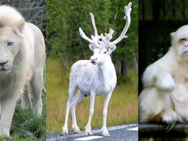 custo de vida de animais exóticos em cativeiro