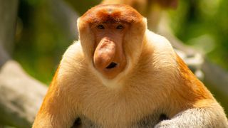 axolote vs salamandra comum