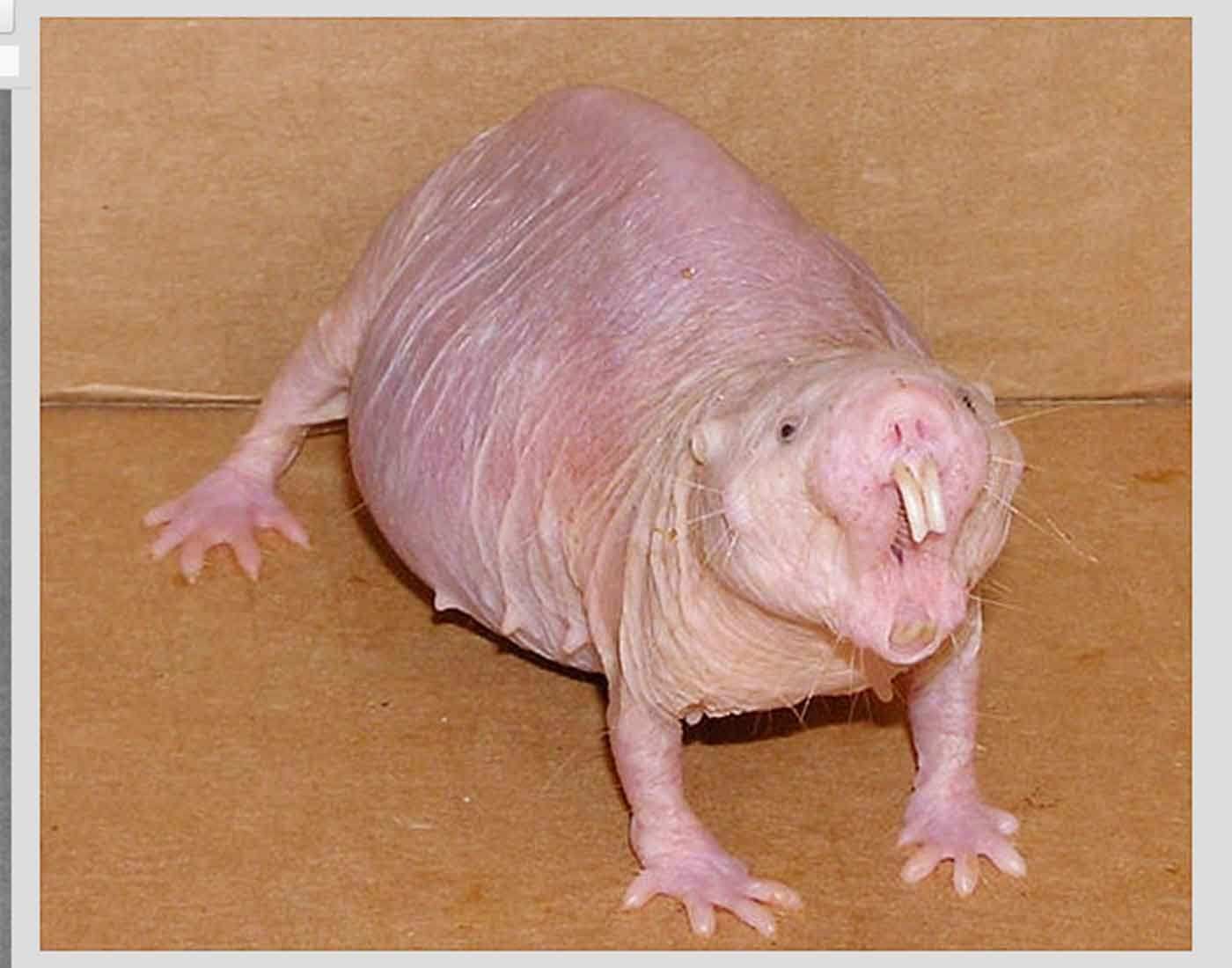 lista animais mais estranhos do mundo