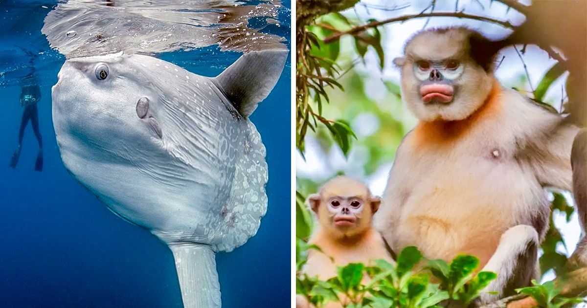 axolote vs salamandra comum