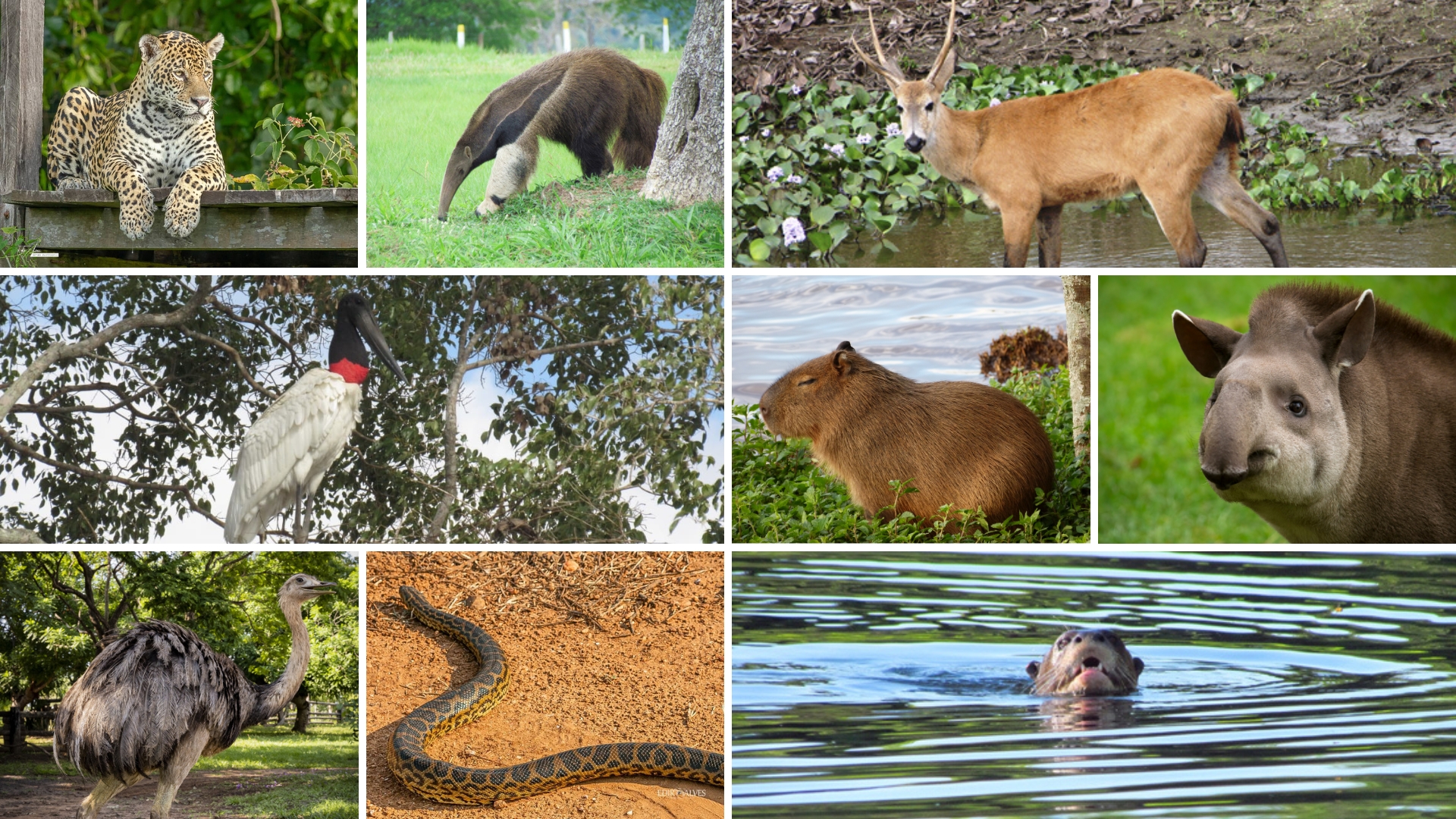 animais pantanal