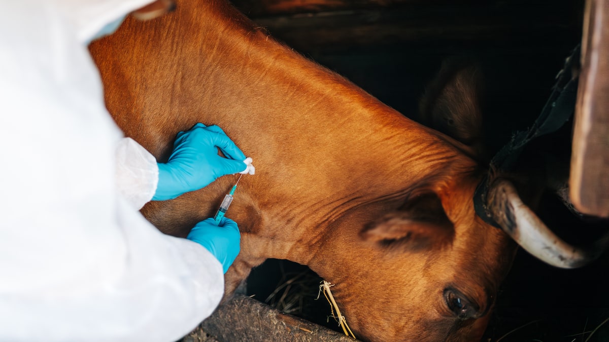 erros comuns ao identificar antraz na pele