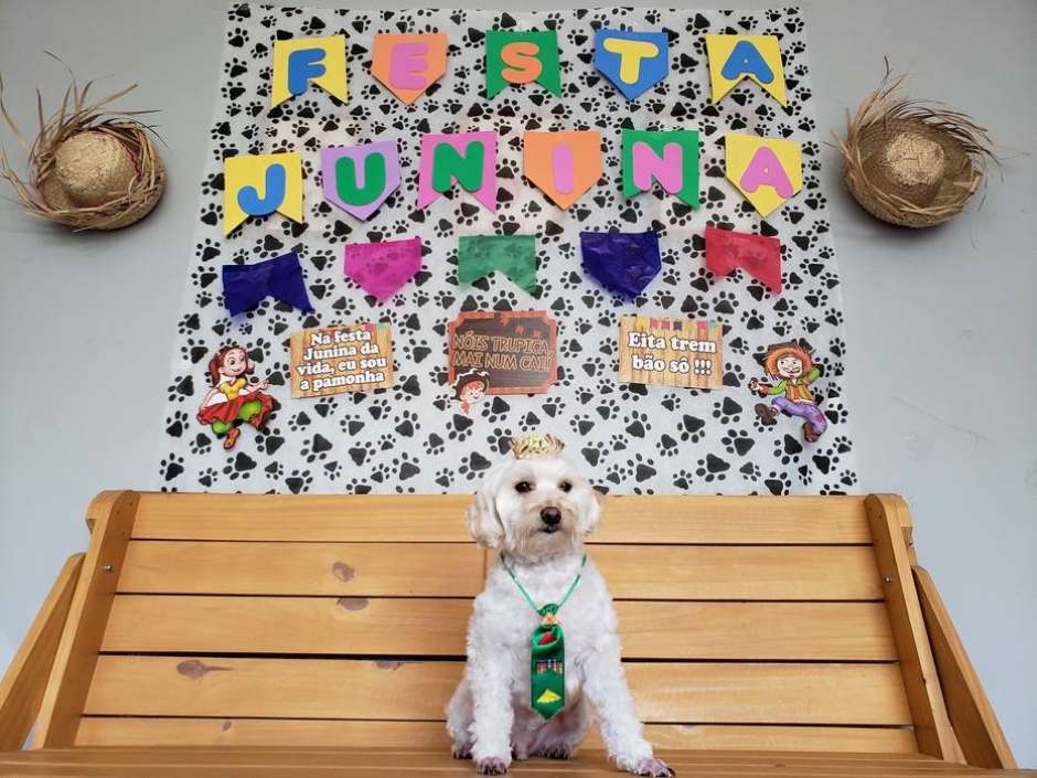 ideias de decoração pet friendly para sala