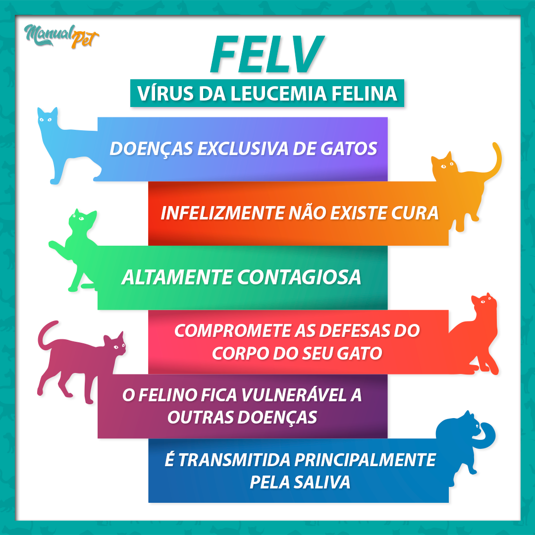 o que é leucemia felina