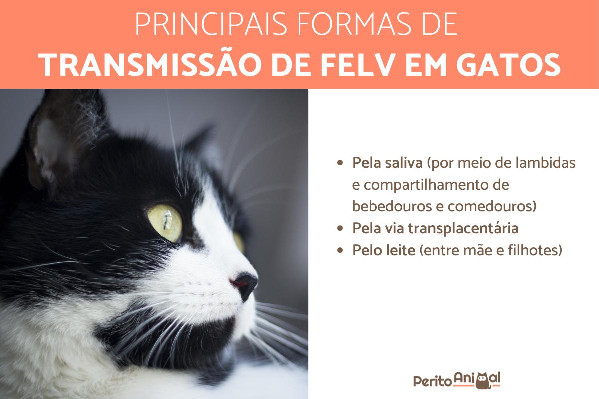 sintomas da felv em gatos