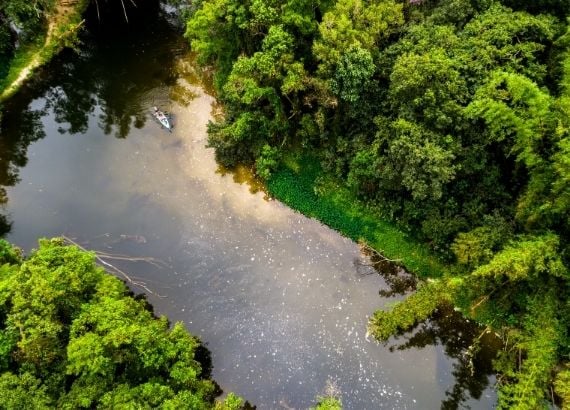 melhores fotos da floresta amazônica para inspiração