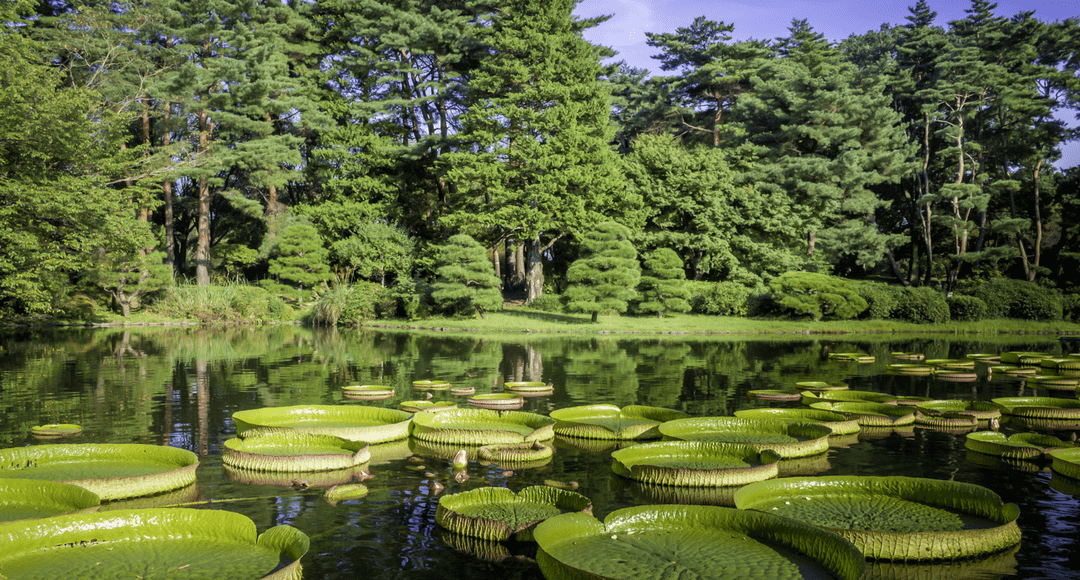 fotos da floresta amazônica vs fotos da floresta do congo