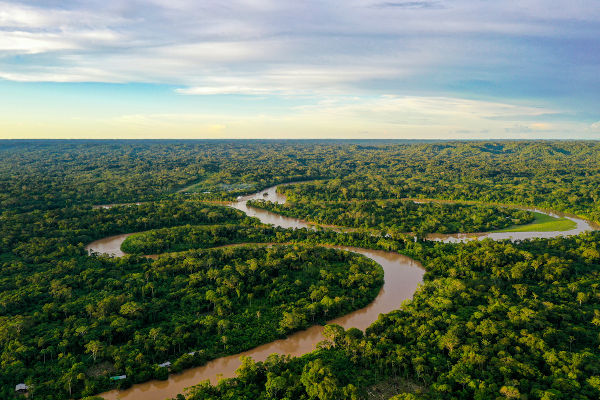 fotos da floresta amazônica vs fotos da floresta do congo