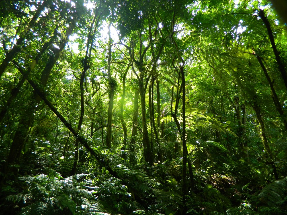 fotos de aves da floresta amazônica em alta resolução