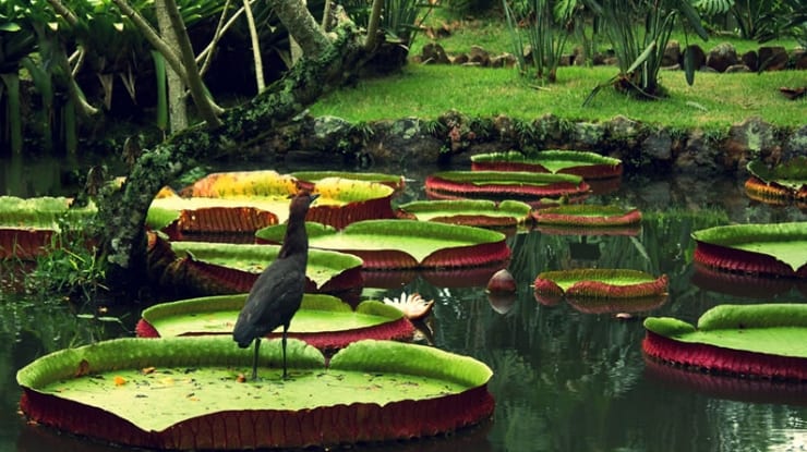melhores fotos da floresta amazônica para inspiração