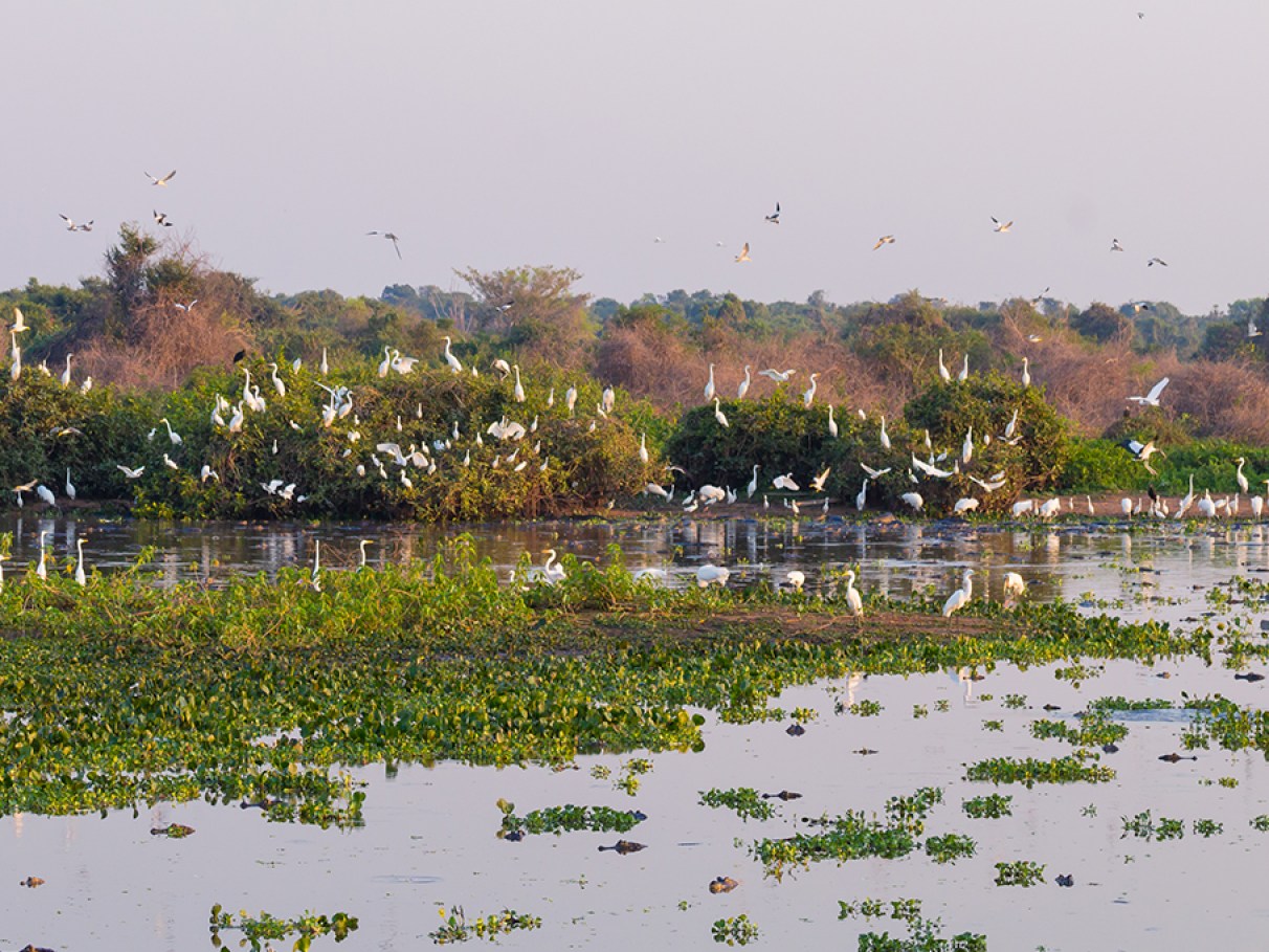 fotografia pantanal vs amazonia