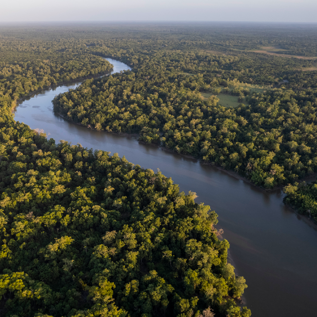 fotos da flora amazônica