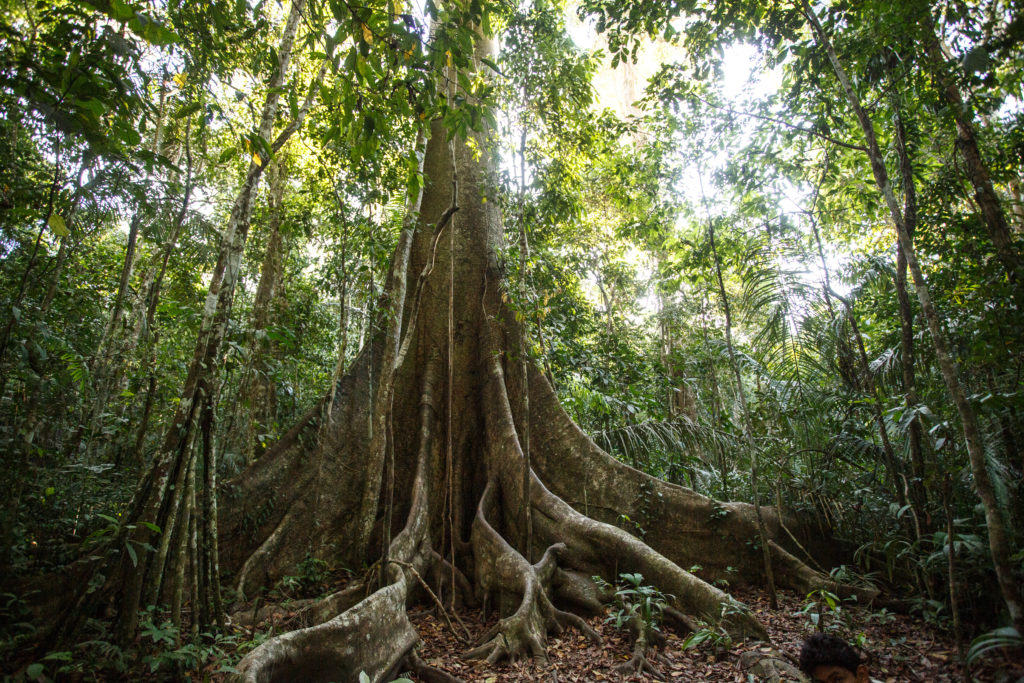 fotos de paisagens amazônicas
