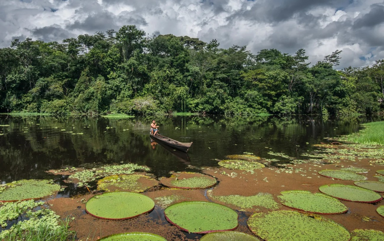 fotos da flora amazônica brasileira