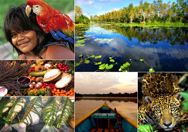 fotos de animais específicos da amazônia (ex: onça, arara, boto cor de rosa)