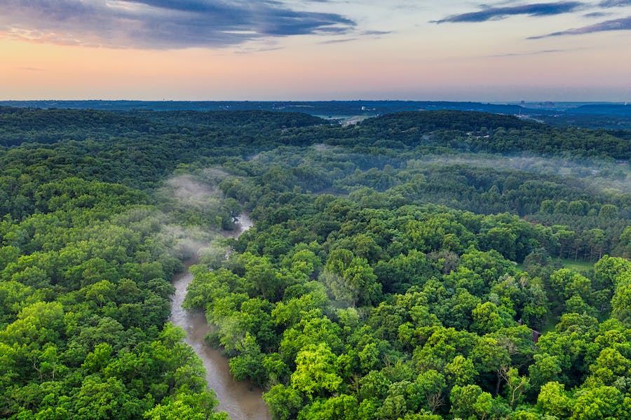fotos de árvores gigantes da amazônia (Samaúma, Vitória-Régia)