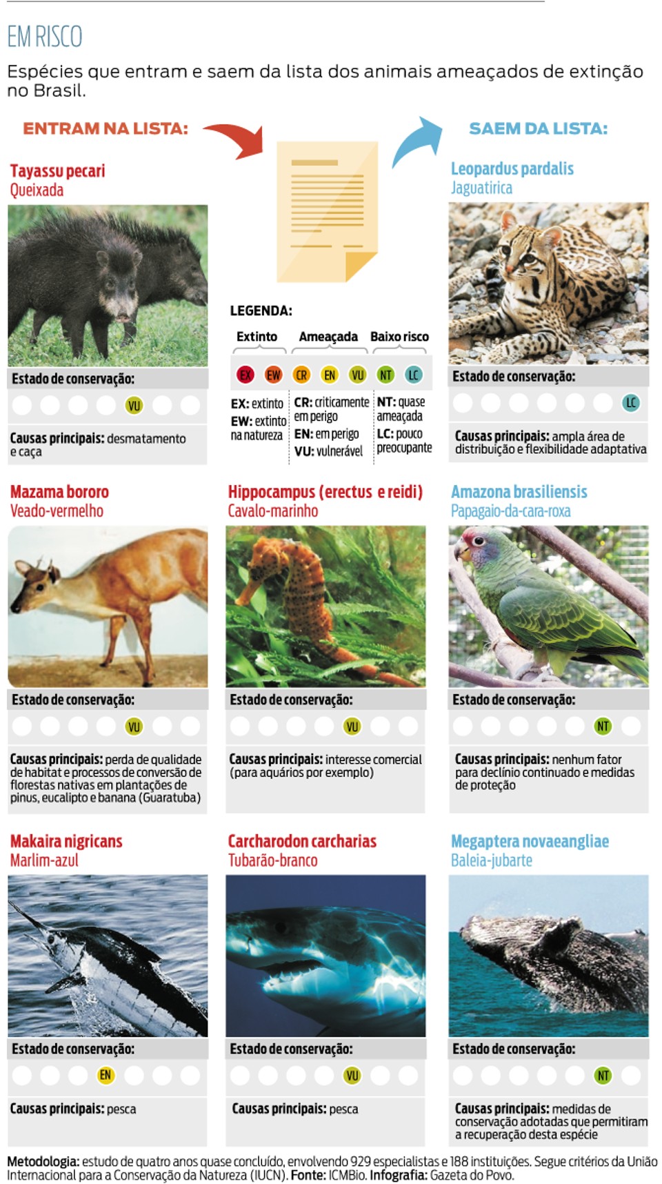 como fotografar o mico leão dourado em seu habitat