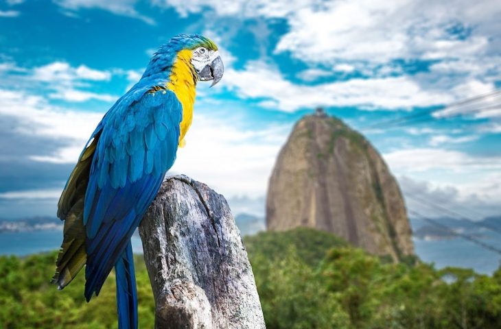 melhores fotos de animais da fauna brasileira para inspirar