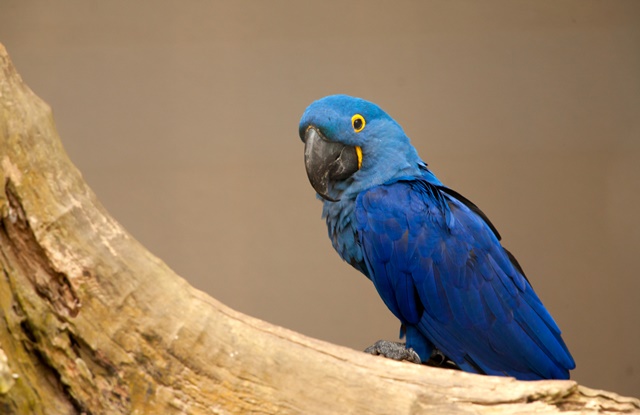 como fotografar o mico leão dourado em seu habitat