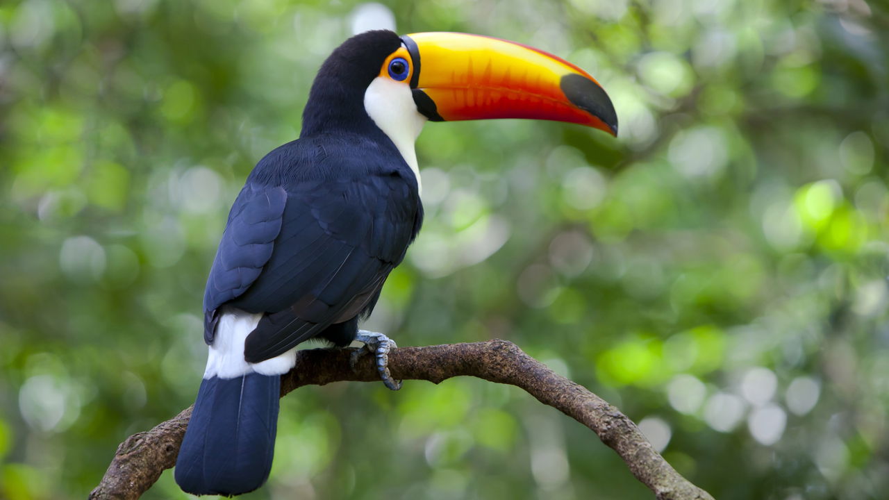 fotos de animais da fauna brasileira