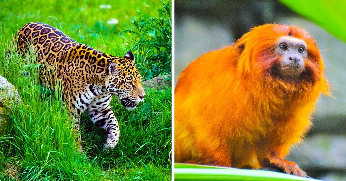 melhores fotos de animais da fauna brasileira para inspirar