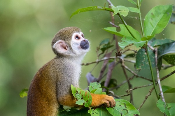 erros comuns ao fotografar animais brasileiros