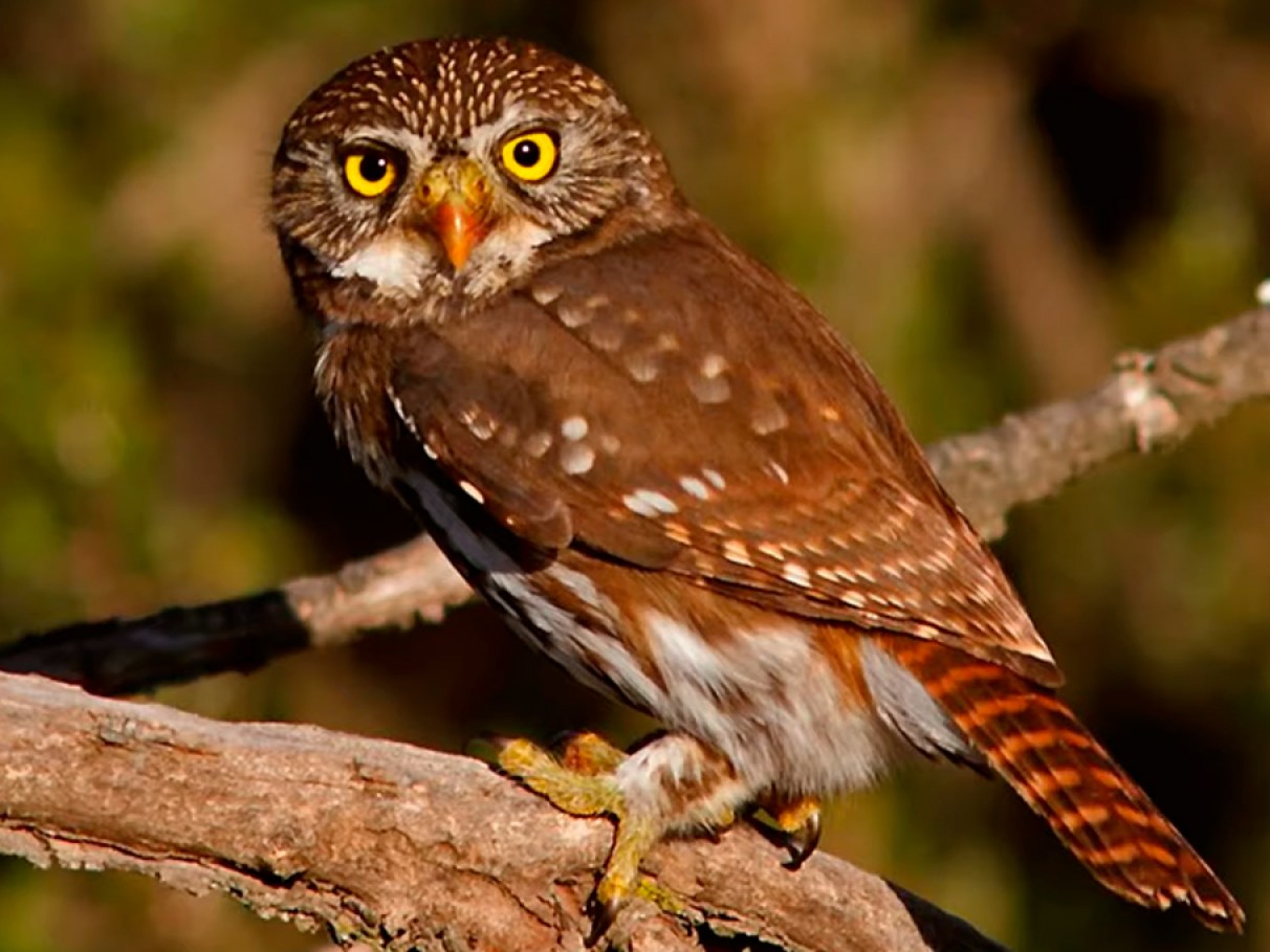 erros comuns ao fotografar animais brasileiros