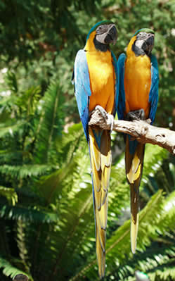 custo de expedição fotográfica fauna brasileira