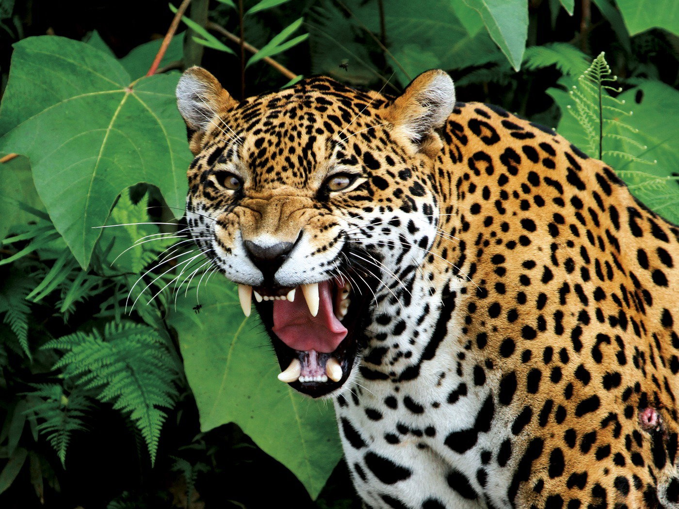 onça pintada vs jaguar fotos comparativas