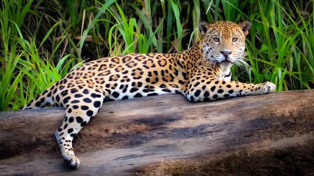 como fotografar o mico leão dourado em seu habitat