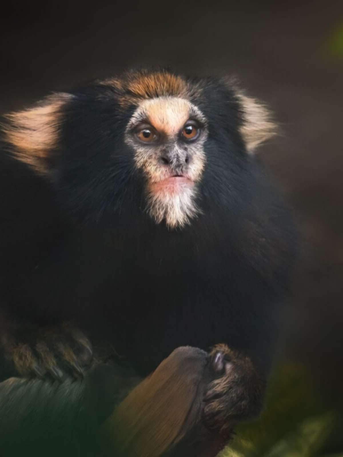 fotos de animais da fauna brasileira