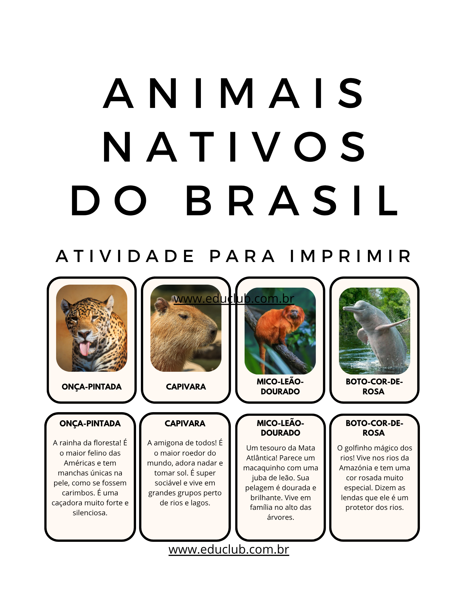 onça pintada vs jaguar fotos comparativas