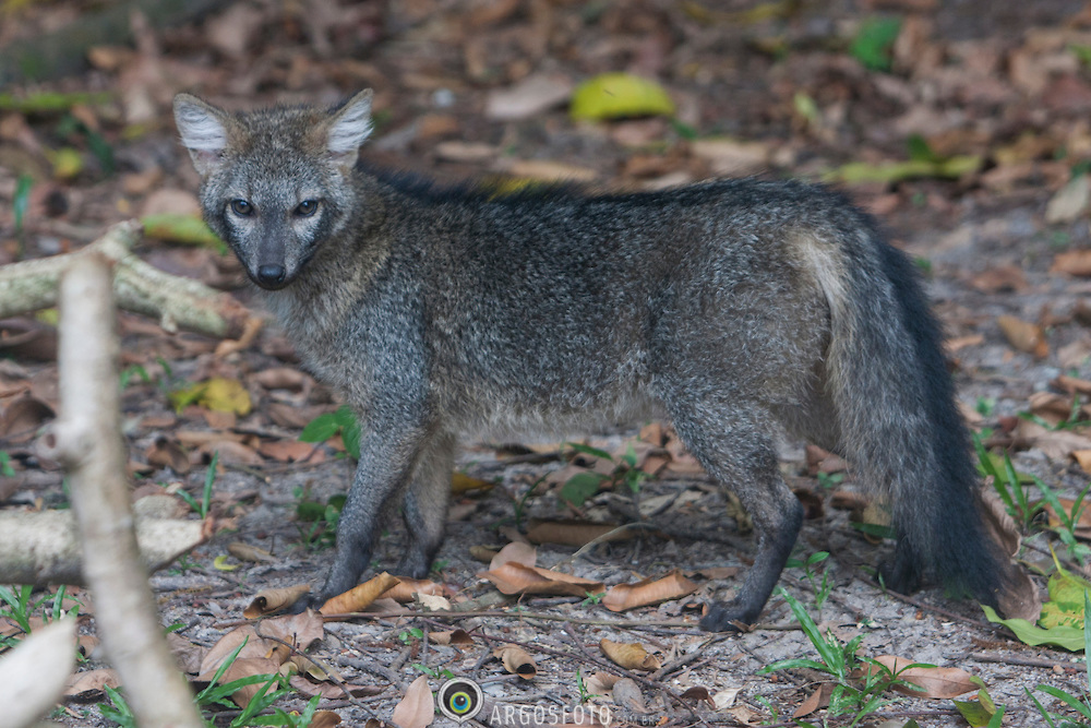 fotos de raposa do mato
