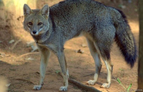 fotos de raposa do mato