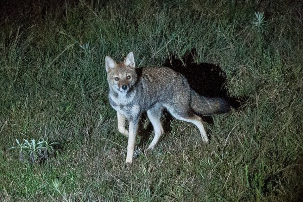 melhores fotos raposa do mato para inspirar