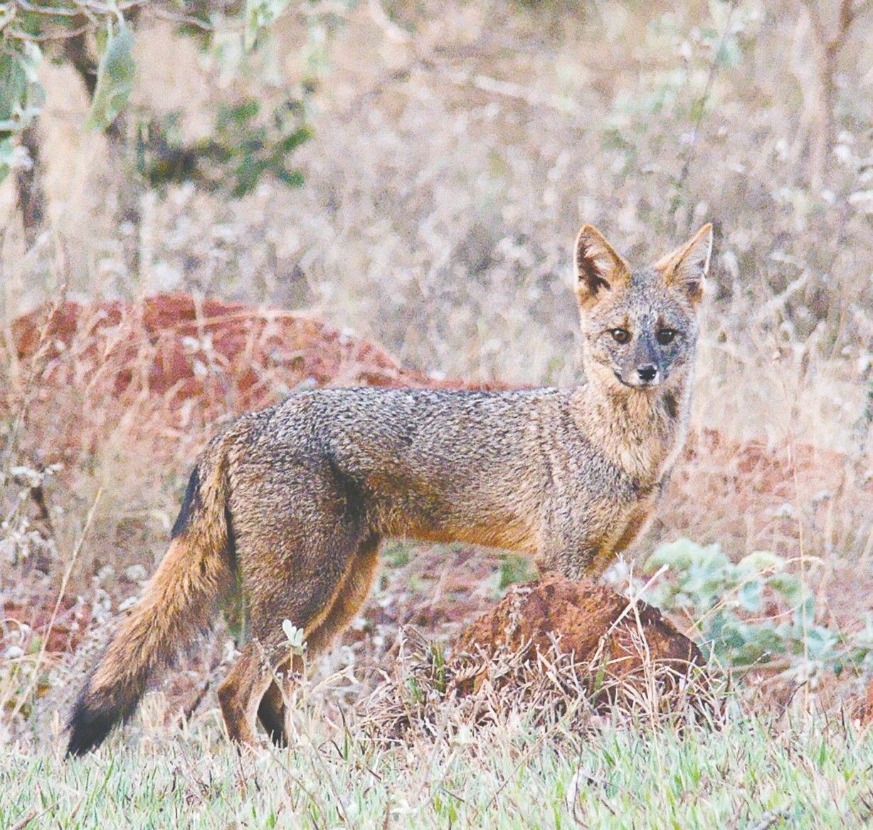 erros comuns ao fotografar raposa do mato