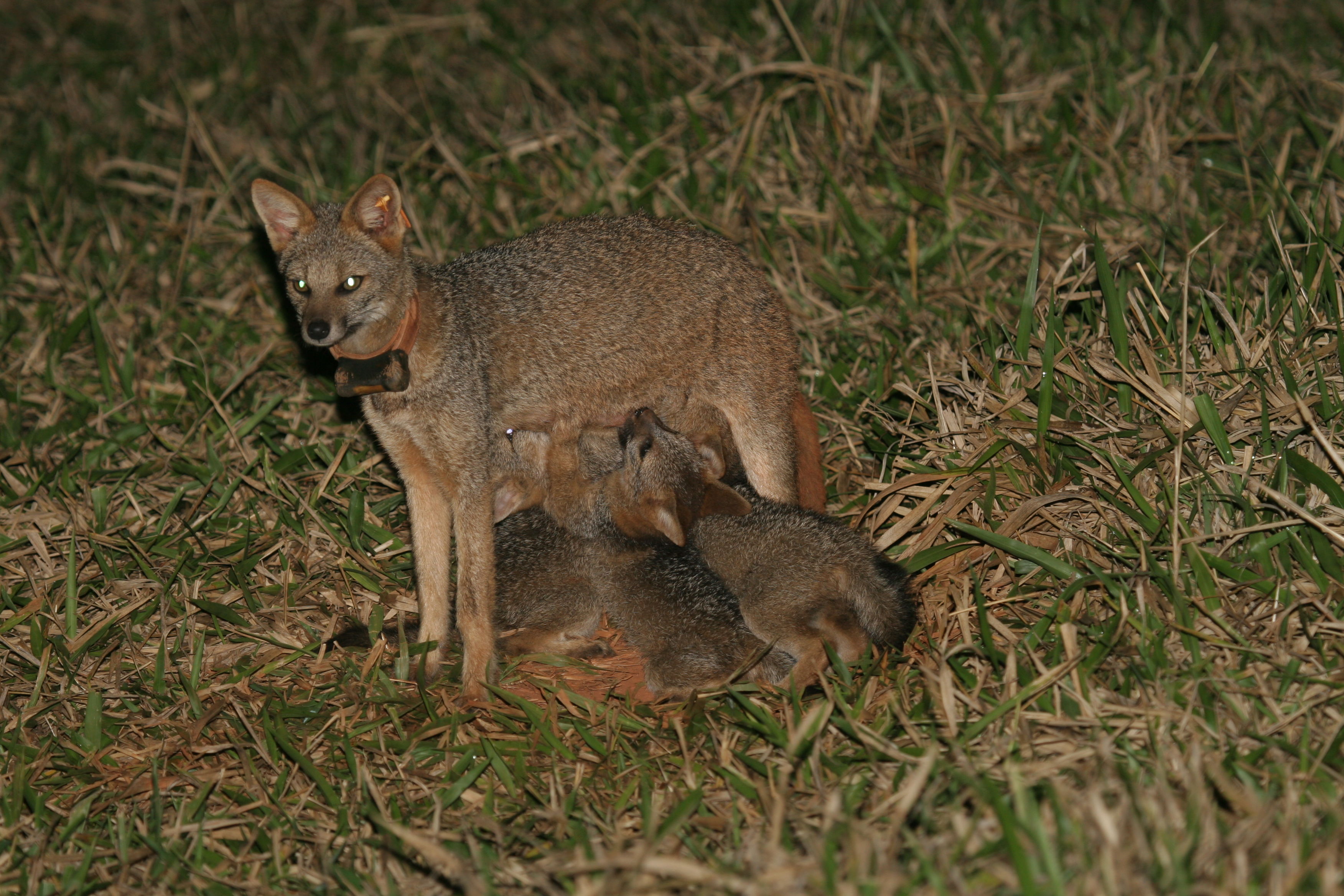 cachorro do mato vs raposinha do campo fotos