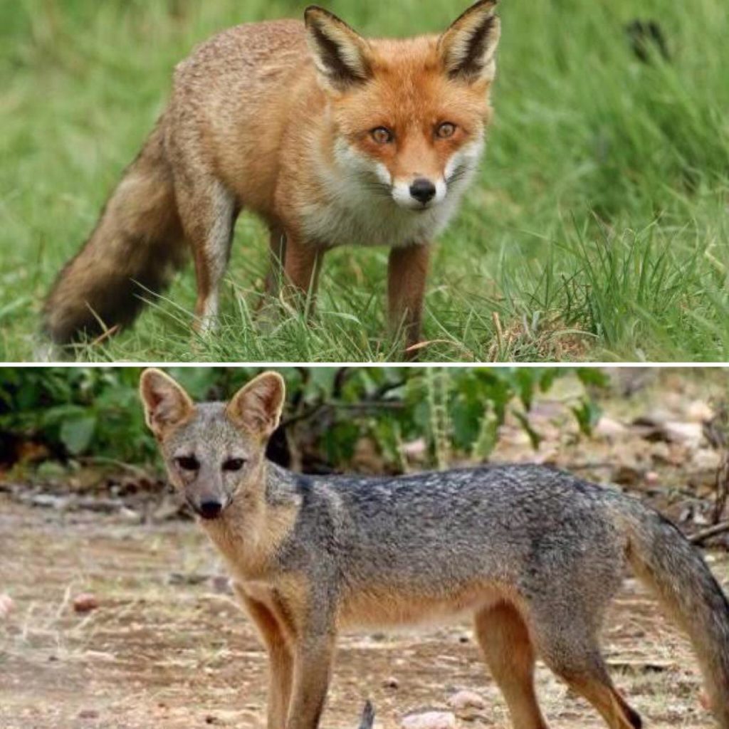 custo de equipamento para fotos de raposa do mato