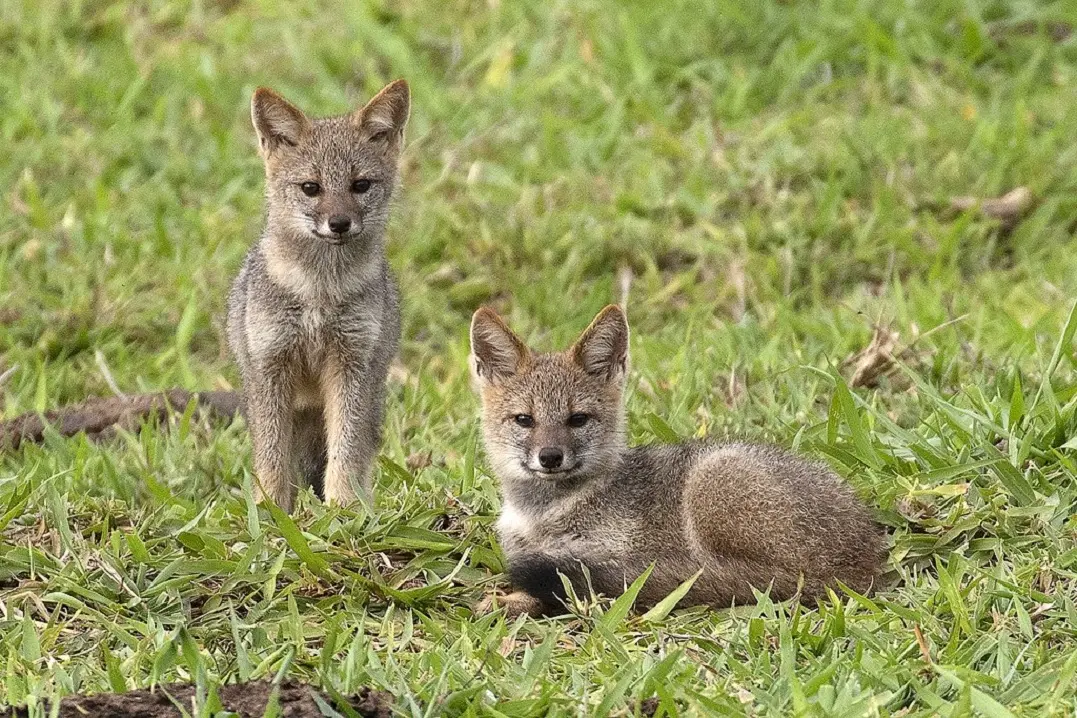 fotos de raposa do mato