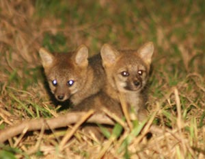 erros comuns ao fotografar raposa do mato