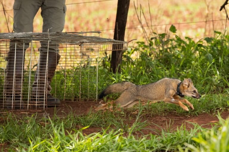 erros comuns ao fotografar raposa do mato
