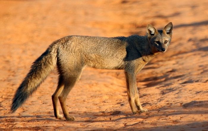 cachorro do mato vs raposinha do campo fotos