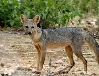 custo de equipamento para fotos de raposa do mato