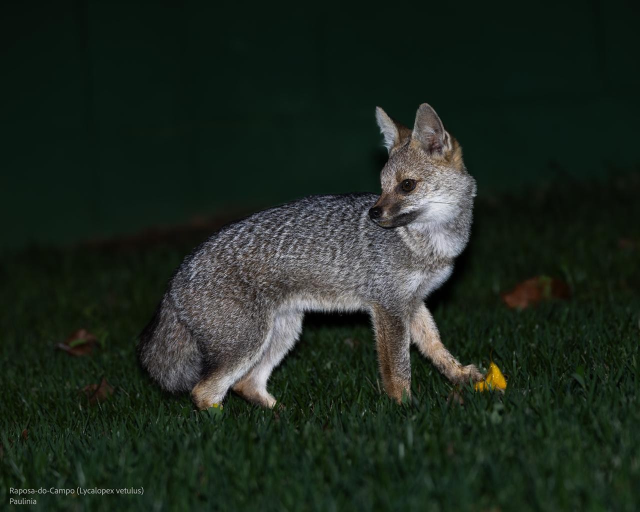 fotos de filhotes de raposa do mato